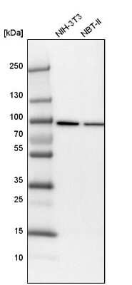 Western Blot: KHSRP Antibody [NBP1-84719]