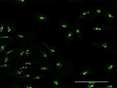 Immunocytochemistry/ Immunofluorescence: PUM3 Antibody [H00009933-B01]
