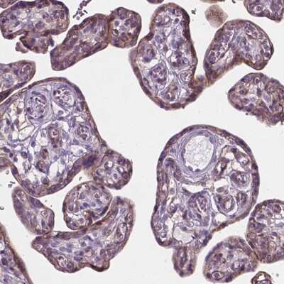 Immunohistochemistry-Paraffin: KIAA0040 Antibody [NBP2-49573]