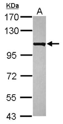 Western Blot: EMC1 Antibody [NBP2-17044]