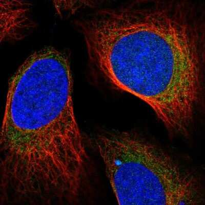 Immunocytochemistry/ Immunofluorescence: KIAA0232 Antibody [NBP2-48668]