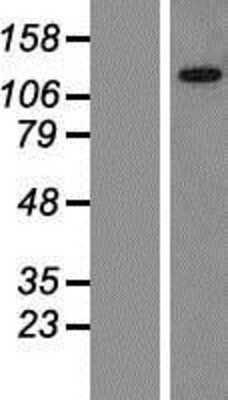 Western Blot: BICRAL Overexpression Lysate [NBP2-07187]