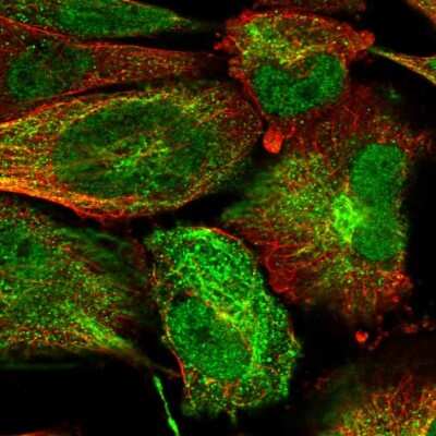 Immunocytochemistry/ Immunofluorescence: SUSD6 Antibody [NBP1-85931]