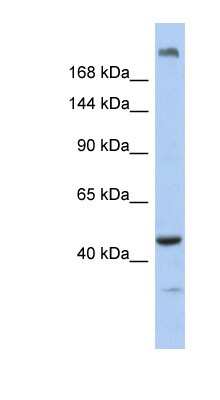 Western Blot: CEP170B Antibody [NBP1-79577]