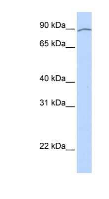 Western Blot: AREL1 Antibody [NBP1-59393]