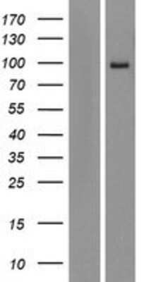 Western Blot: AREL1 Overexpression Lysate [NBP2-08573]