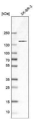 Western Blot: KIAA0355 Antibody [NBP1-90943]