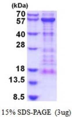 SDS-PAGE: Recombinant Human KIAA0513 His Protein [NBP2-52048]