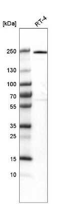 Western Blot: VWA8 Antibody [NBP2-30596]