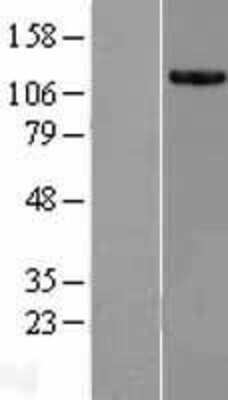 Western Blot: VWA8 Overexpression Lysate [NBL1-12251]