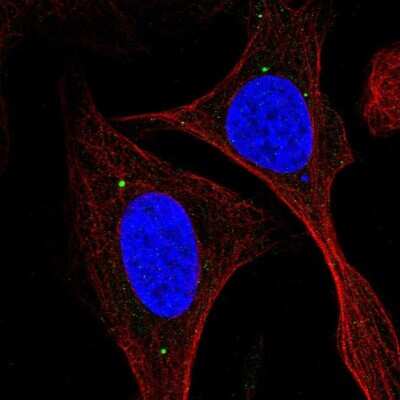 Immunocytochemistry/ Immunofluorescence: KIAA0895L Antibody [NBP2-38082]