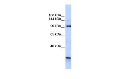 Western Blot: KIAA1024 Antibody [NBP2-83109]