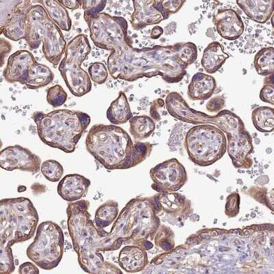 Immunohistochemistry-Paraffin: WASHC4 Antibody [NBP2-47410]