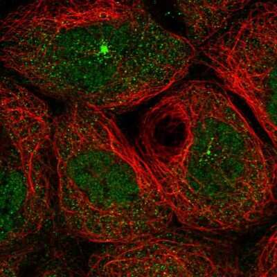 Immunocytochemistry/ Immunofluorescence: KIAA1109/FSA Antibody [NBP1-82145]