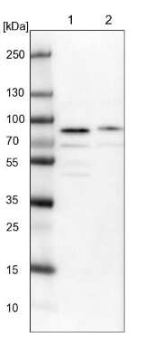 Western Blot: KIAA1324L Antibody [NBP1-94056]