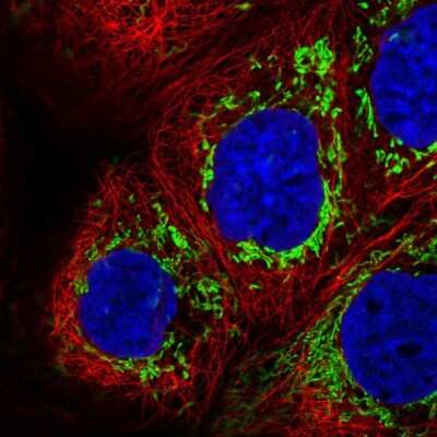 Immunocytochemistry/ Immunofluorescence: CCDC191 Antibody [NBP1-94189]