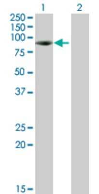 Western Blot: FAM234B Antibody [H00057613-B01P]