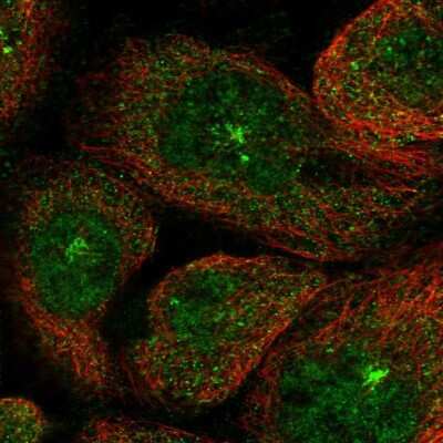 Immunocytochemistry/ Immunofluorescence: KIAA1468 Antibody [NBP1-93851]