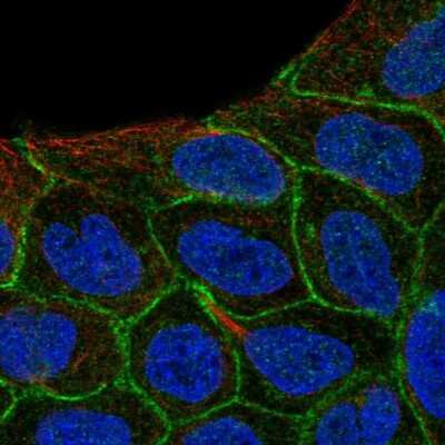 Immunocytochemistry/ Immunofluorescence: KIAA1522 Antibody [NBP1-90915]