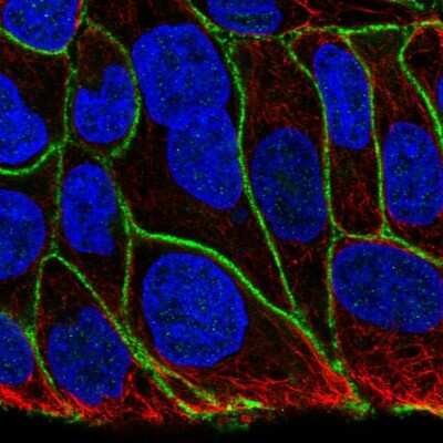 Immunocytochemistry/ Immunofluorescence: KIAA1522 Antibody [NBP2-57639]