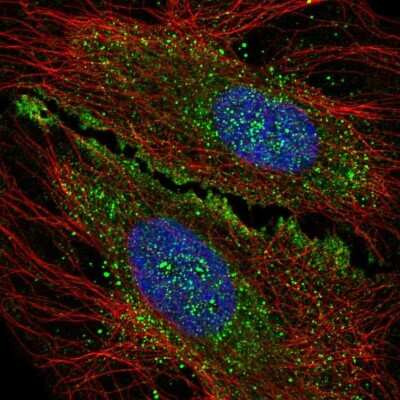 Immunocytochemistry/ Immunofluorescence: Shisa Like 1 Antibody [NBP2-14729]