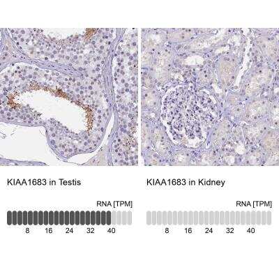 Immunohistochemistry-Paraffin: IQCN Antibody [NBP1-85833]