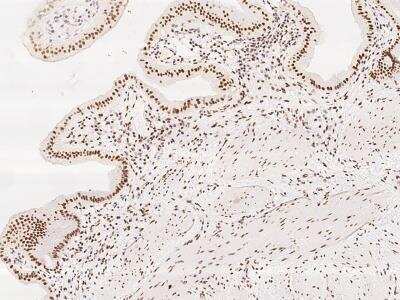 Immunohistochemistry-Paraffin: KIAA1704 Antibody [NBP3-06207]