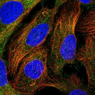 Immunocytochemistry/ Immunofluorescence: CEP295 Antibody [NBP1-90900]