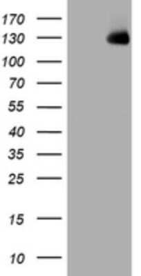 Western Blot: KIBRA Antibody (OTI1H8) [NBP2-46372]