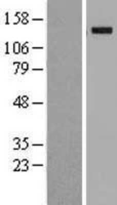 Western Blot: KIBRA Overexpression Lysate [NBL1-17890]