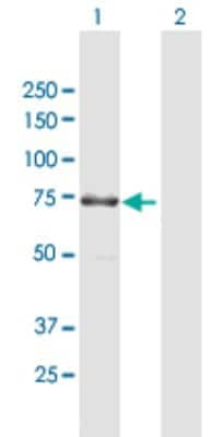 Western Blot: KIF1-binding protein Antibody [H00026128-B01P]