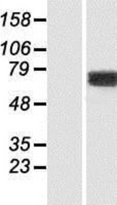 Western Blot: KIF1-binding protein Overexpression Lysate [NBP2-07140]