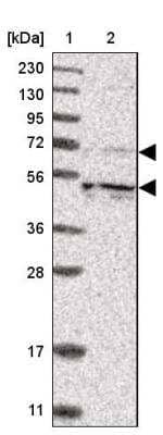 Western Blot: KIF12 Antibody [NBP1-85984]