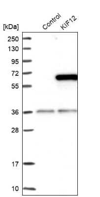 Western Blot: KIF12 Antibody [NBP1-86029]