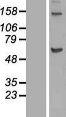 Western Blot: KIF12 Overexpression Lysate [NBL1-12285]