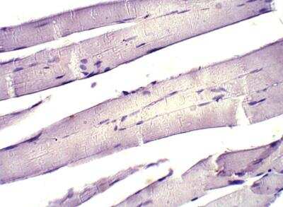 Immunohistochemistry-Paraffin: KIF13A Antibody [NBP3-12319]