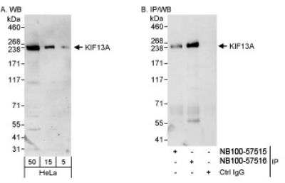 Western Blot: KIF13A Antibody [NB100-57515]