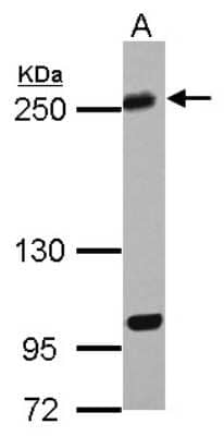 Western Blot: KIF13A Antibody [NBP2-17046]