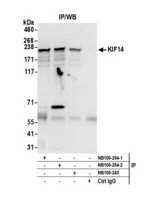 Immunoprecipitation: KIF14 Antibody [NB100-254]