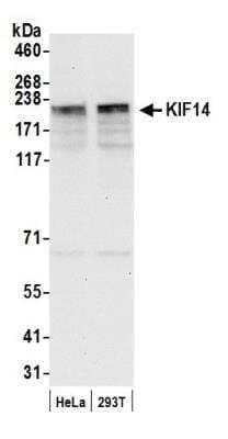 Western Blot: KIF14 Antibody [NB100-254]