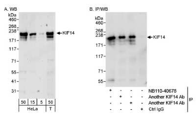 Western Blot: KIF14 Antibody [NB110-40678]