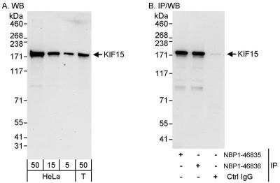 Western Blot: KIF15 Antibody [NBP1-46835]