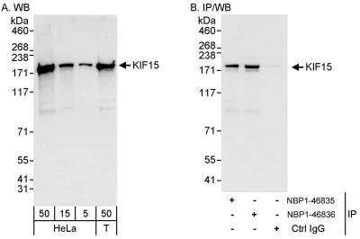 Western Blot: KIF15 Antibody [NBP1-46836]