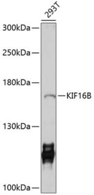 Western Blot: KIF16B AntibodyBSA Free [NBP3-04523]