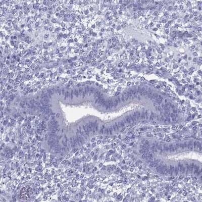 Immunohistochemistry-Paraffin: KIF17 Antibody [NBP1-81409]