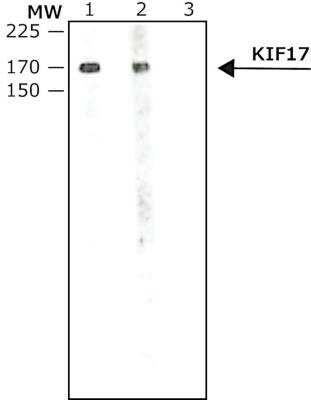 Western Blot: KIF17 Antibody [NB600-1319]