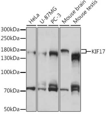 Western Blot: KIF17 AntibodyAzide and BSA Free [NBP3-04986]