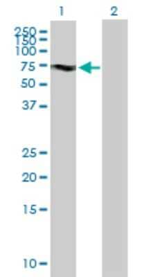 Western Blot: KIF19 Antibody [H00124602-B01P]