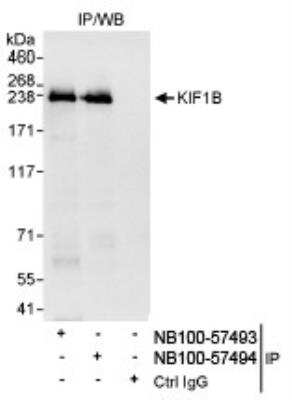 Immunoprecipitation: KIF1B Antibody [NB100-57494]