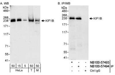 Western Blot: KIF1B Antibody [NB100-57493]